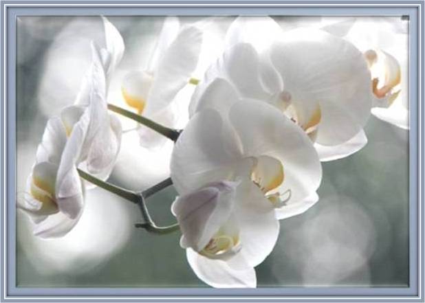 Imelda Pharand Poitevin